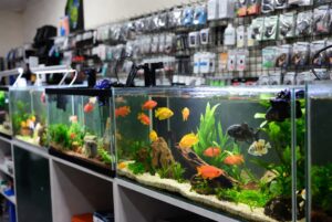 Bubble Bay Interior with Aquarium Supplies