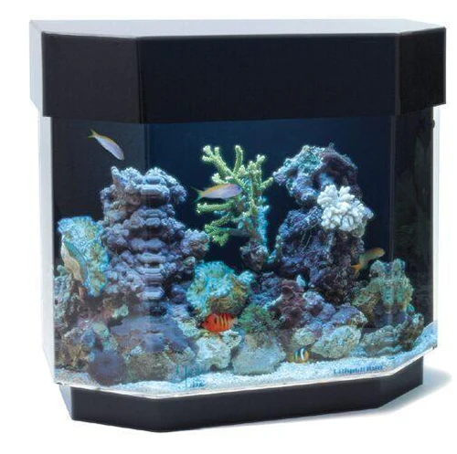 Clear For Life Desktop Aquarium - Flat Back Hexagon Fresh or Saltwater Acrylic